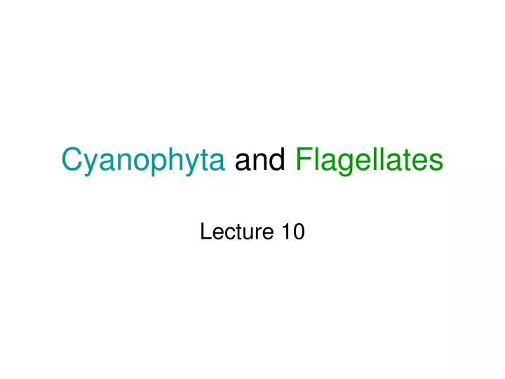 cyanophyta and flagellates