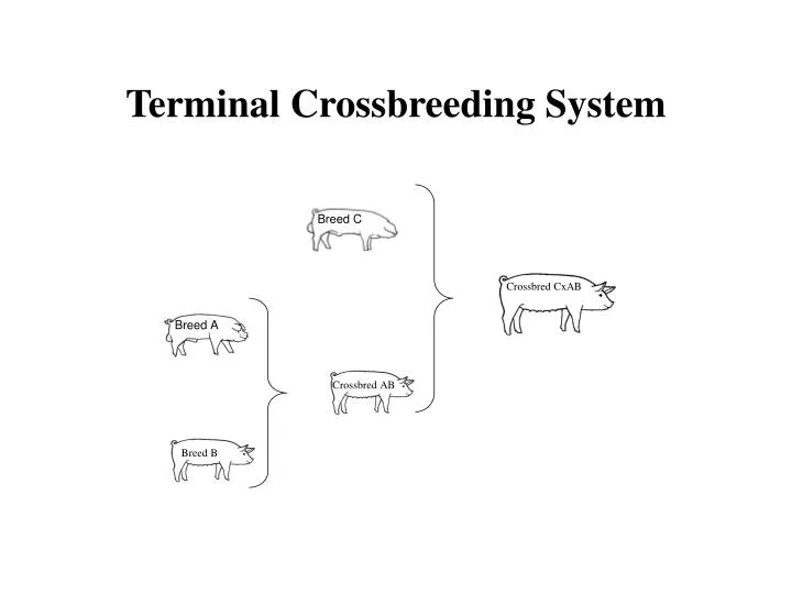 terminal crossbreeding system