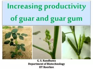 Increasing productivity of guar and guar gum