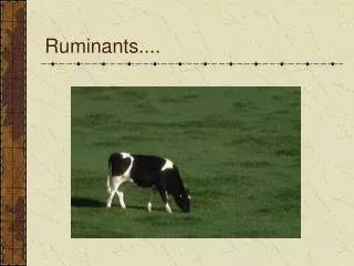Ruminants....