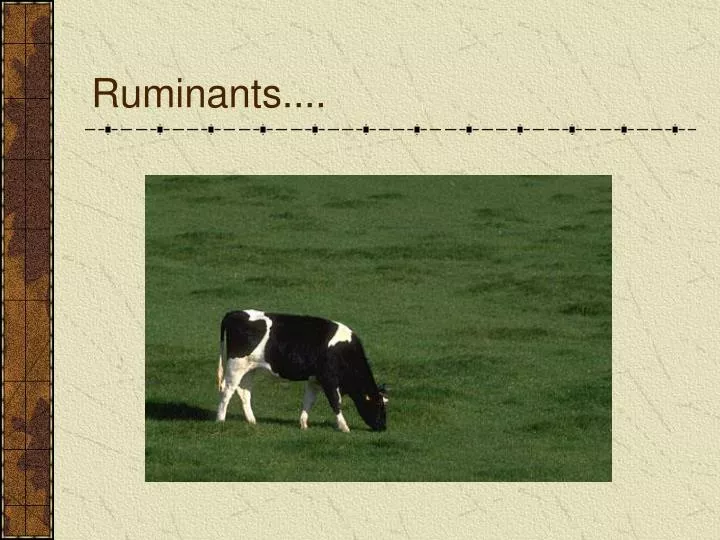 ruminants