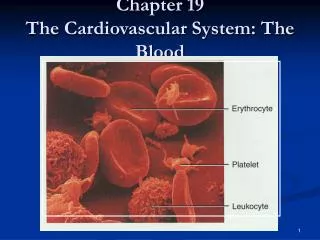 chapter 19 the cardiovascular system the blood