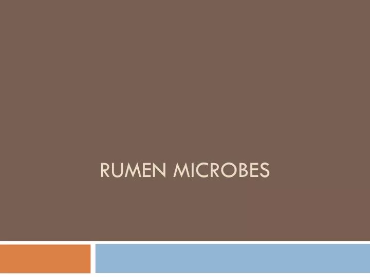 rumen microbes