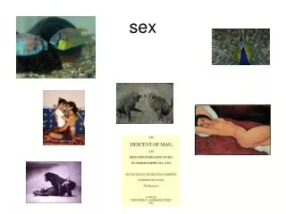 sex