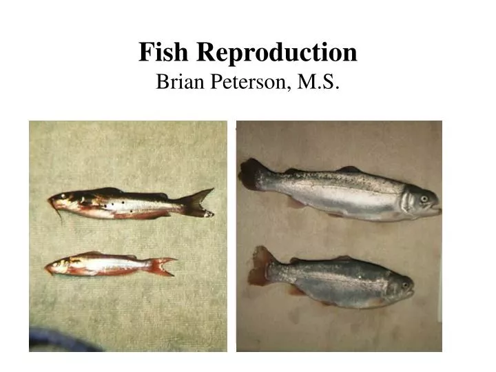 fish reproduction brian peterson m s