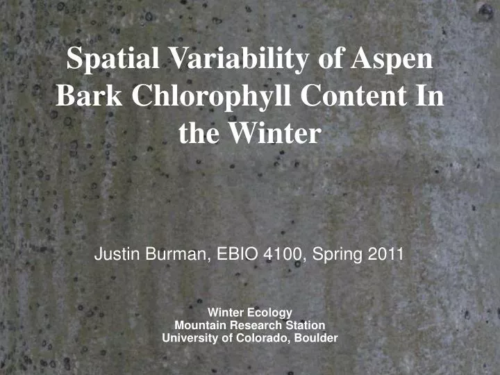 spatial variability of aspen bark chlorophyll content in the winter