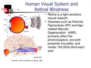 Human Visual System and Retinal Blindness