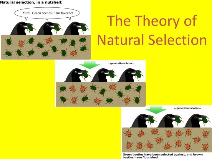 the theory of natural selection