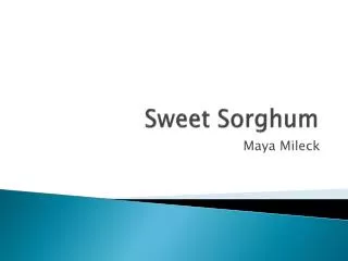 Sweet Sorghum