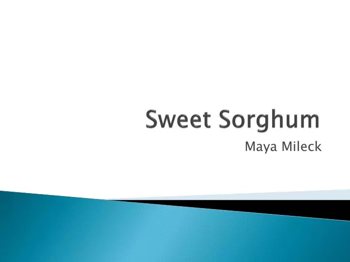 sweet sorghum