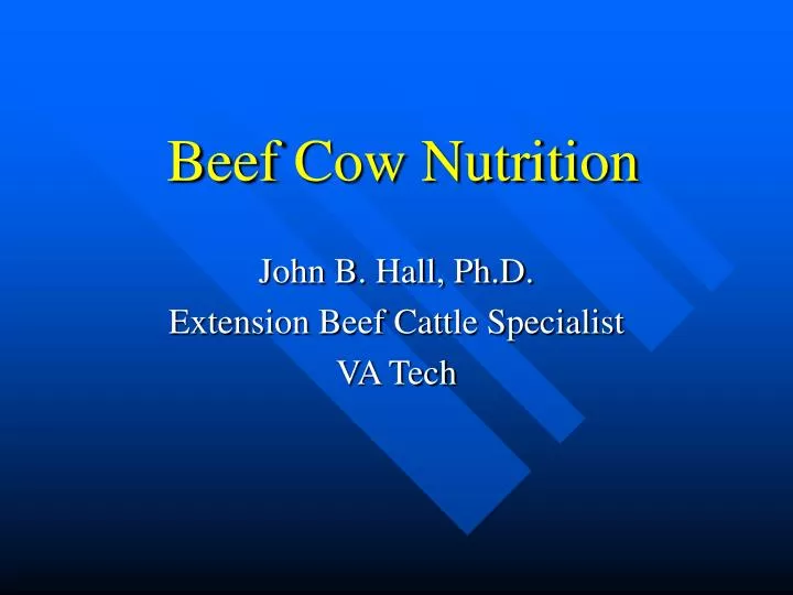 beef cow nutrition