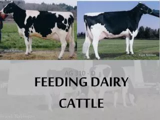 FEEDING DAIRY CATTLE