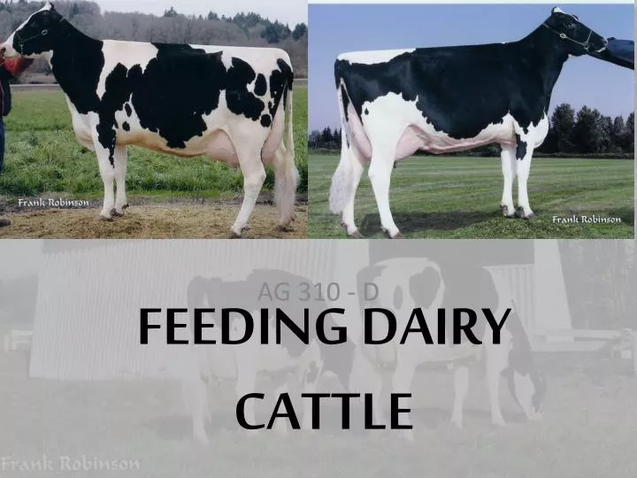 feeding dairy cattle