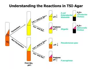 Understanding the Reactions in TSI-Agar
