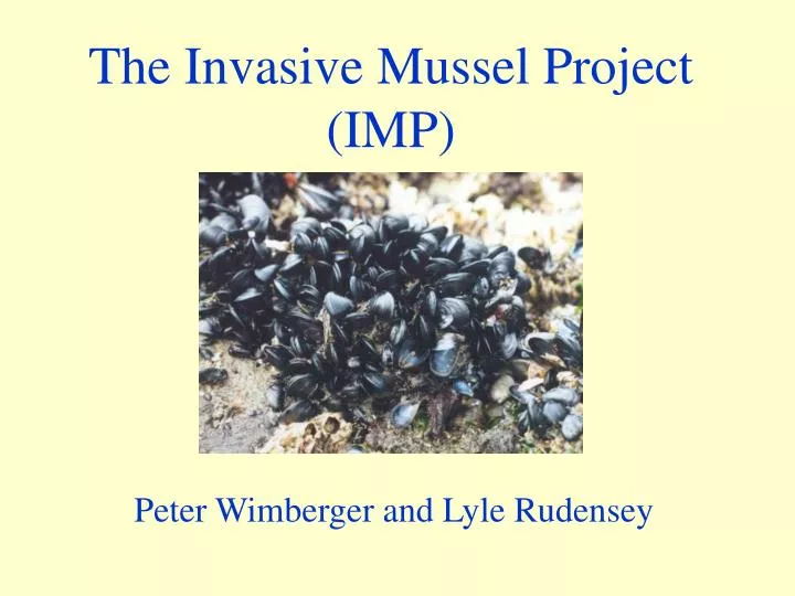 the invasive mussel project imp
