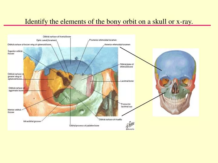 identify the elements of the bony orbit on a skull or x ray