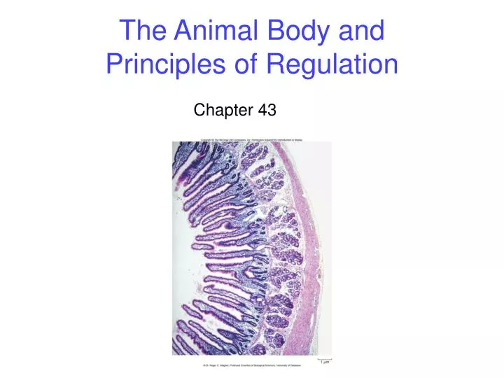 the animal body and principles of regulation