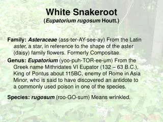 White Snakeroot ( Eupatorium rugosum  Houtt.)