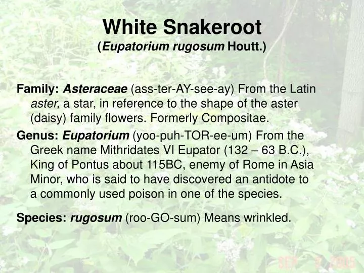white snakeroot eupatorium rugosum houtt
