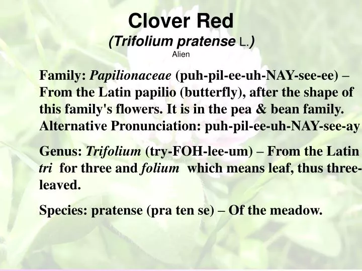 clover red trifolium pratense l alien