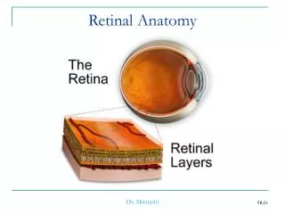 Retinal Anatomy
