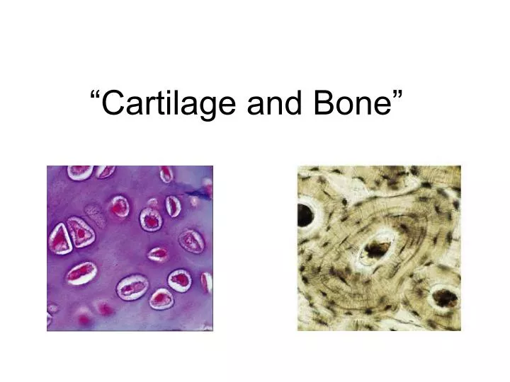 cartilage and bone