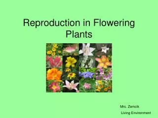 Reproduction in Flowering Plants