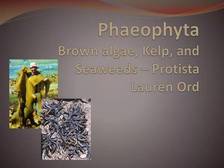 phaeophyta brown algae kelp and seaweeds protista lauren ord
