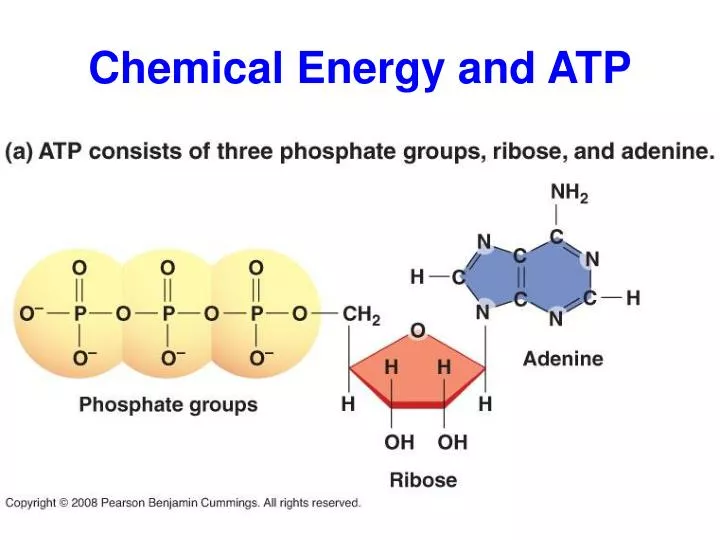 chemical energy and atp