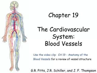 Use the video clip: CH 19 - Anatomy of the Blood Vessels for a review of vessel structure