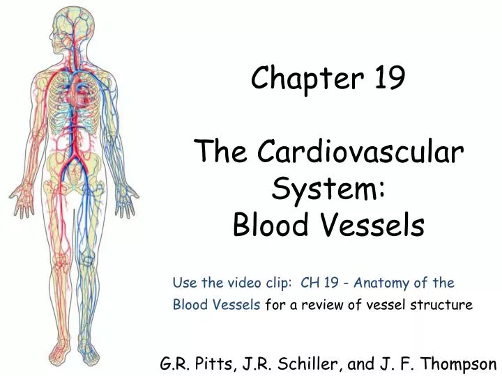 chapter 19 the cardiovascular system blood vessels g r pitts j r schiller and j f thompson
