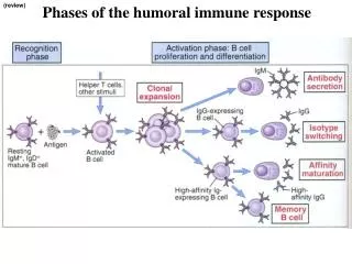 Phases of the humoral immune response