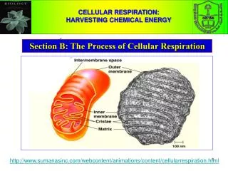 CELLULAR RESPIRATION: HARVESTING CHEMICAL ENERGY