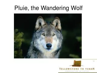 Pluie, the Wandering Wolf