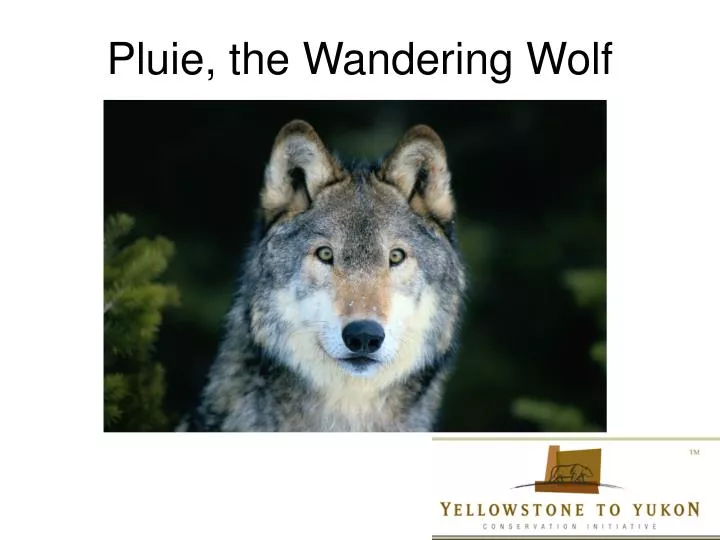 pluie the wandering wolf