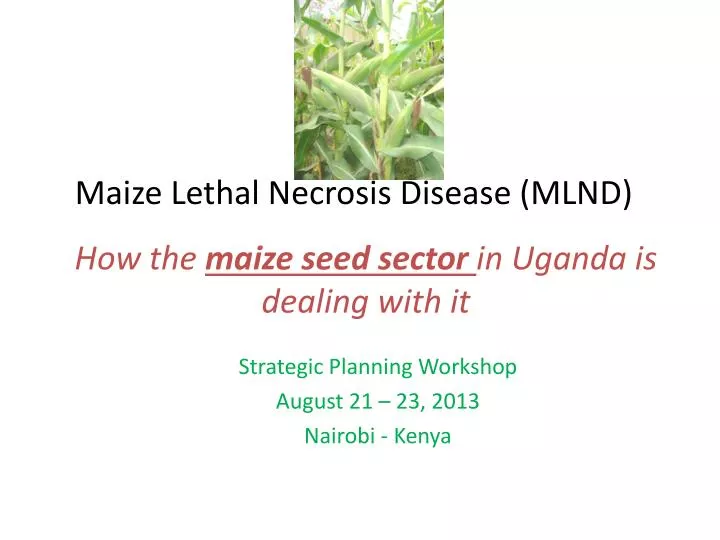 maize lethal necrosis disease mlnd