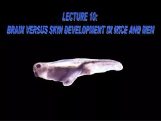 LECTURE 10: BRAIN VERSUS SKIN DEVELOPMENT IN MICE AND MEN