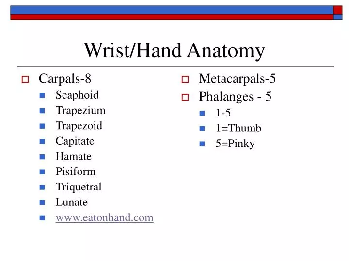 wrist hand anatomy