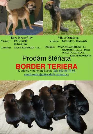 prod m t ata border teriera