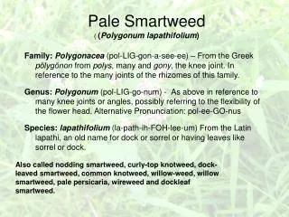 Pale Smartweed ( ( Polygonum lapathifolium )