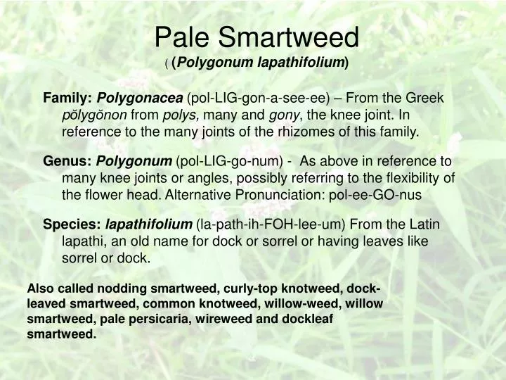pale smartweed polygonum lapathifolium