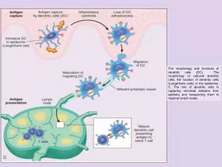 Mechanisms of CD4 cell loss in HIV infection.
