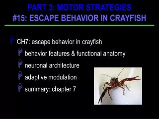 CH7: escape behavior in crayfish behavior features &amp; functional anatomy neuronal architecture