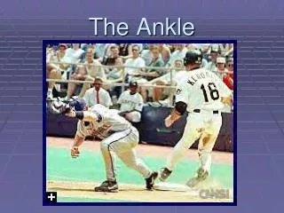 The Ankle