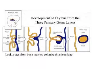 Development of Thymus from the Three Primary Germ Layers