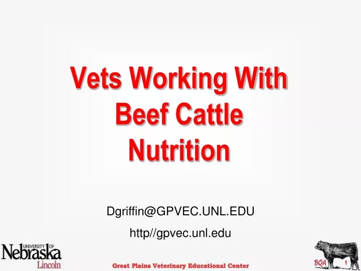vets working with beef cattle nutrition