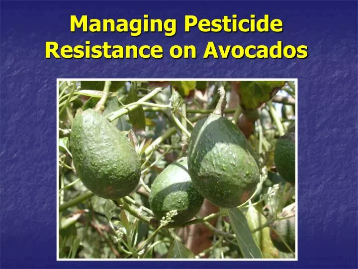 managing pesticide resistance on avocados