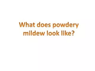 What does powdery mildew look like?
