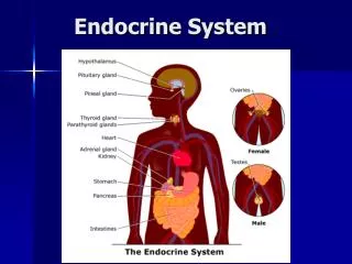 Endocrine System