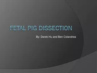 Fetal Pig Dissection